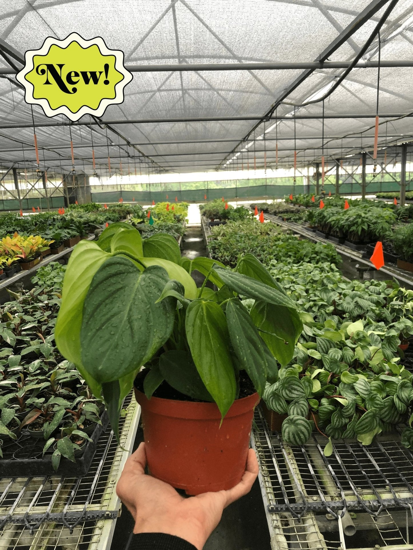 Philodendron 'Fuzzy Petiole' Indoor Plant - Mental Houseplants™