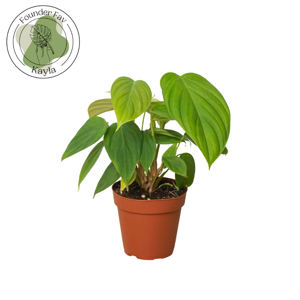 Philodendron 'Fuzzy Petiole' Indoor Plant - Mental Houseplants™