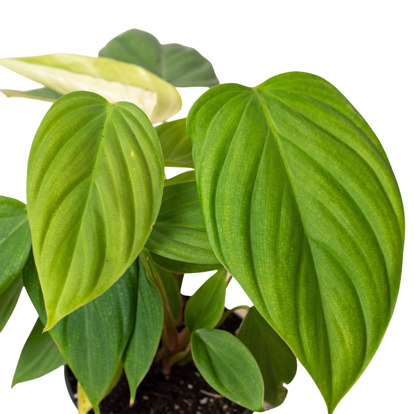 Philodendron 'Fuzzy Petiole' Indoor Plant - Mental Houseplants™