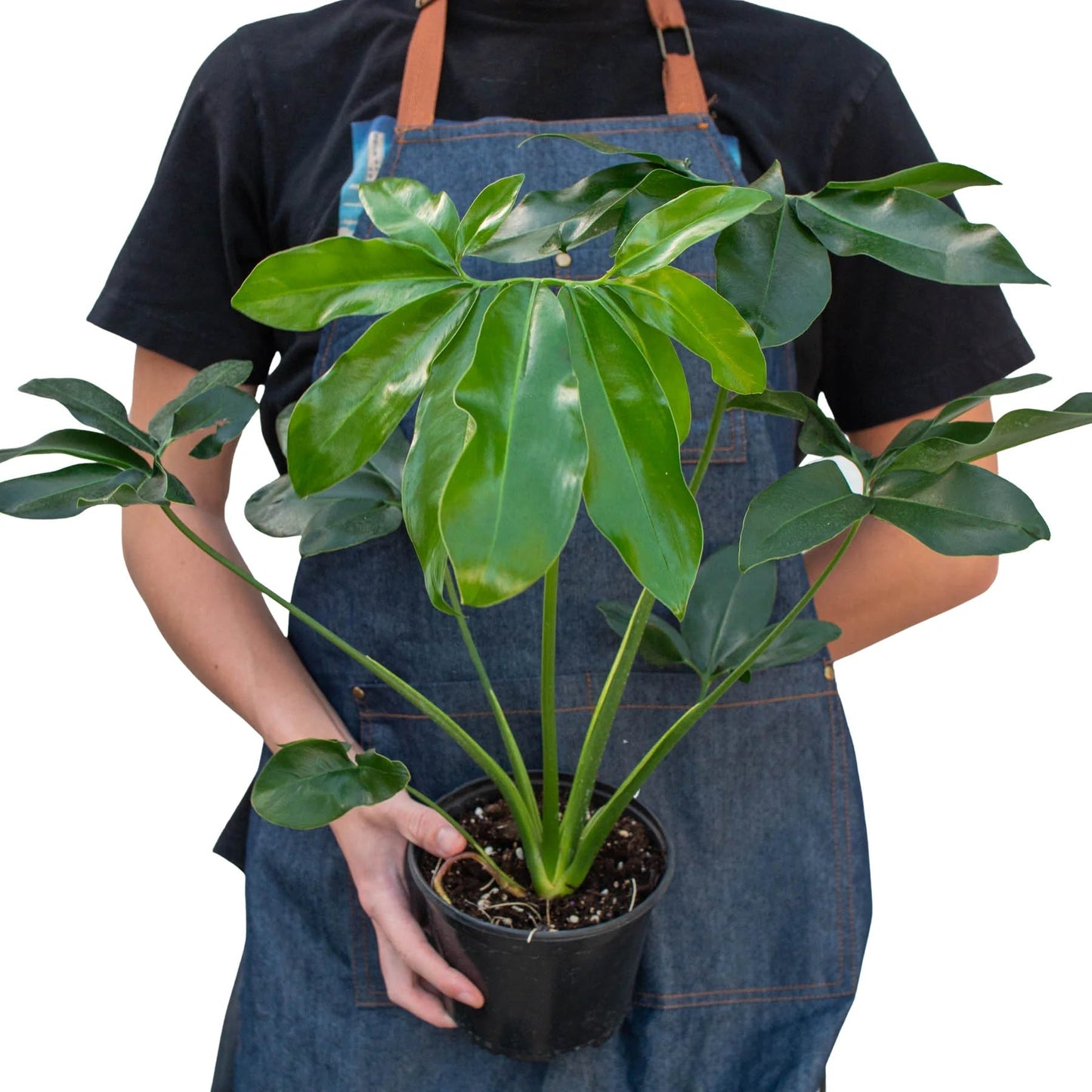 Philodendron 'Goeldii' Indoor Plant - Mental Houseplants™