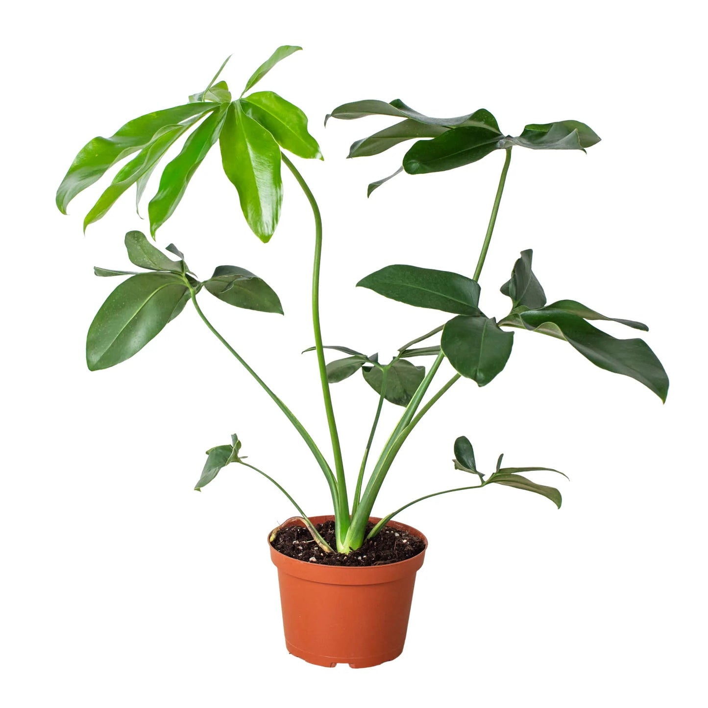 Philodendron 'Goeldii' Indoor Plant - Mental Houseplants™