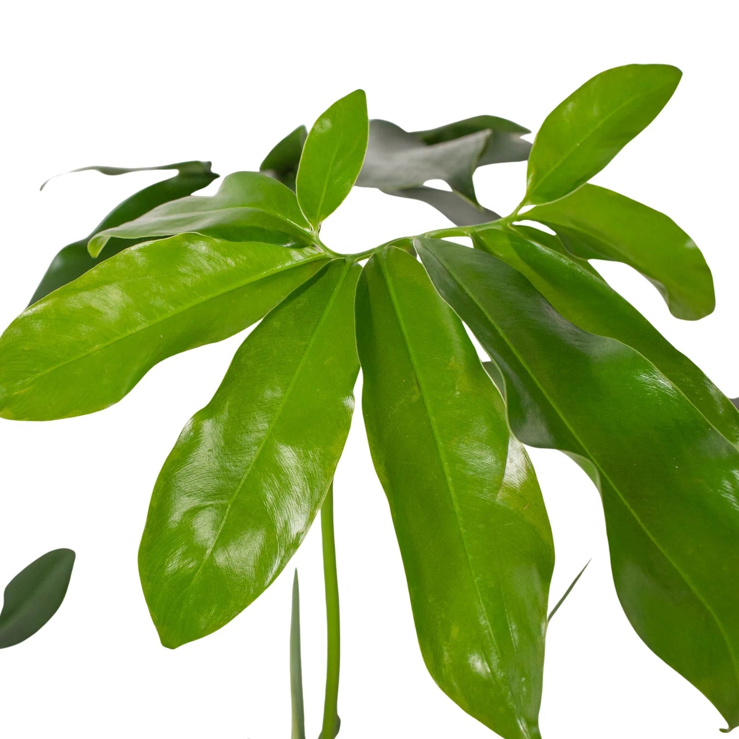 Philodendron 'Goeldii' Indoor Plant - Mental Houseplants™
