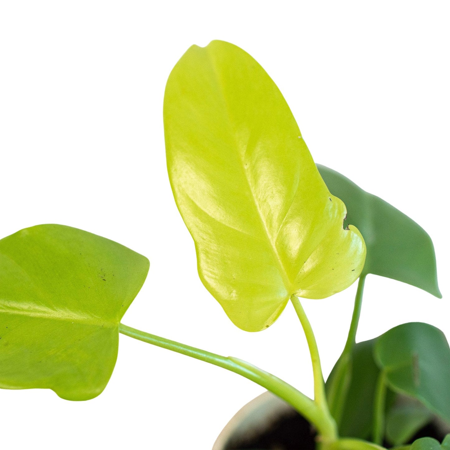Philodendron 'Gold Violin' Indoor Plant - Mental Houseplants™