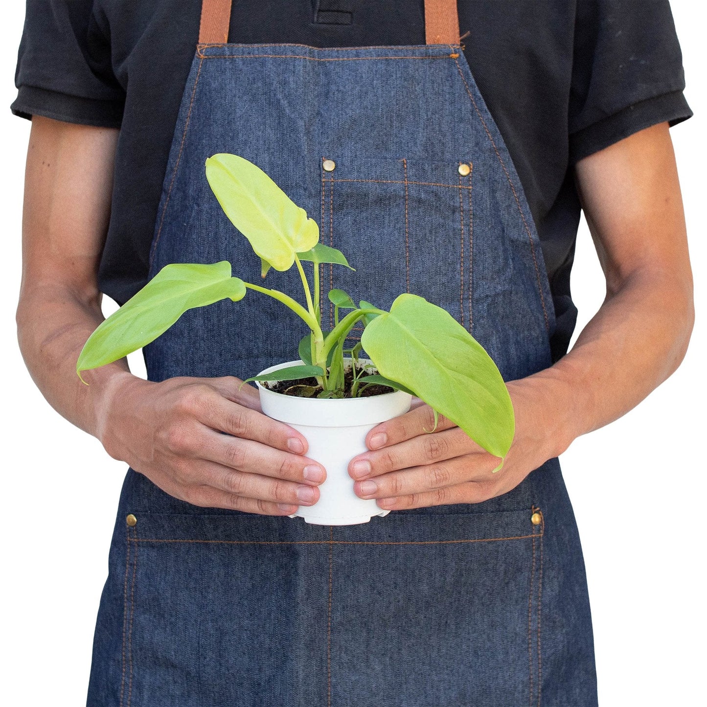 Philodendron 'Gold Violin' Indoor Plant - Mental Houseplants™