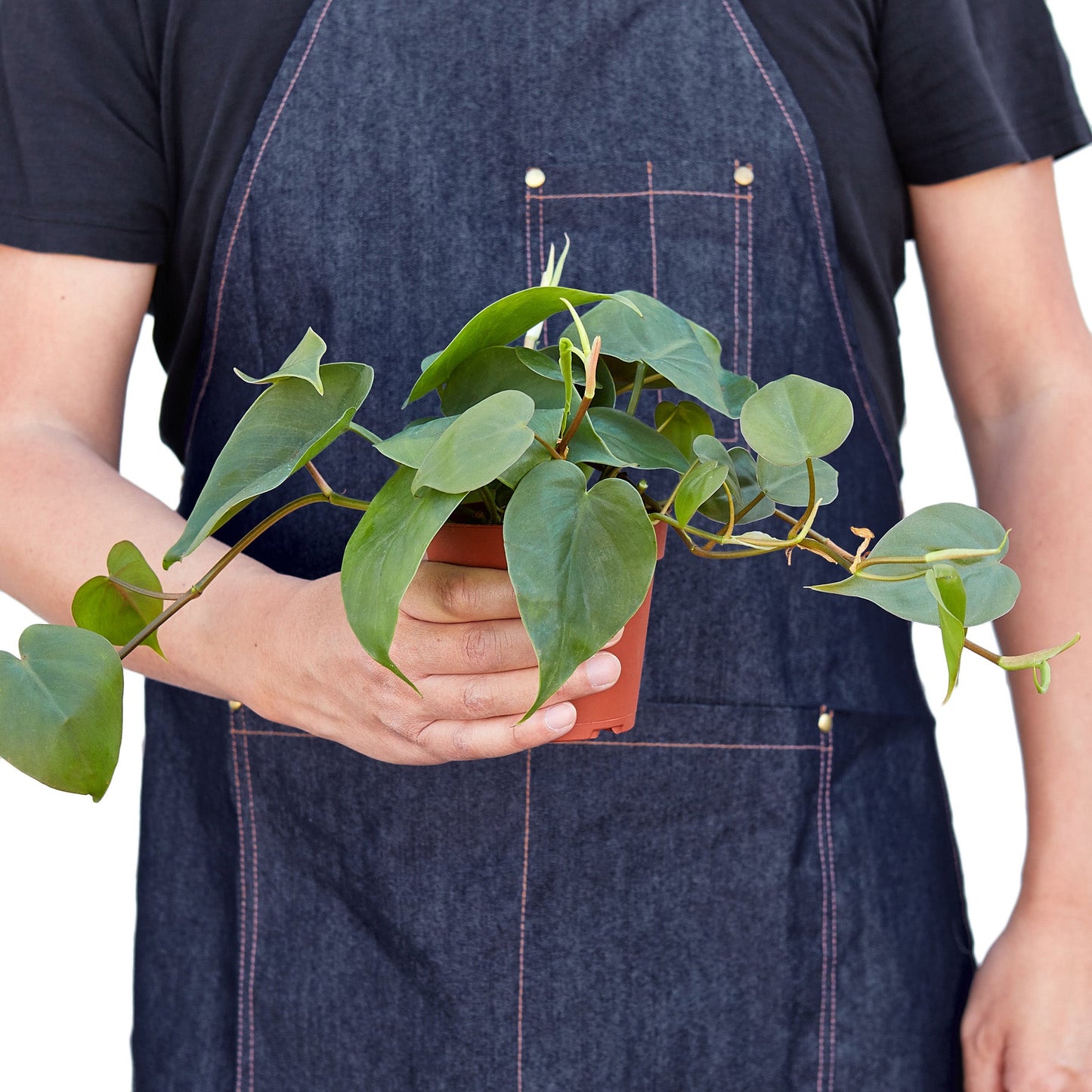 Philodendron 'Heartleaf' Indoor Plant - Mental Houseplants™