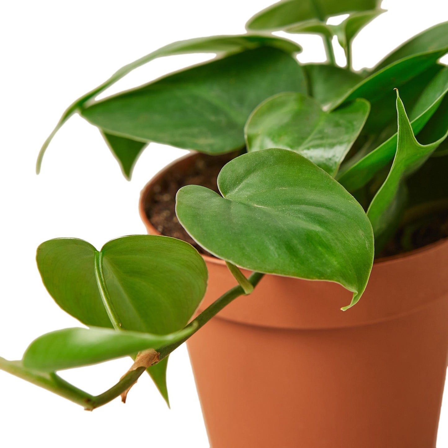 Philodendron 'Heartleaf' Indoor Plant - Mental Houseplants™