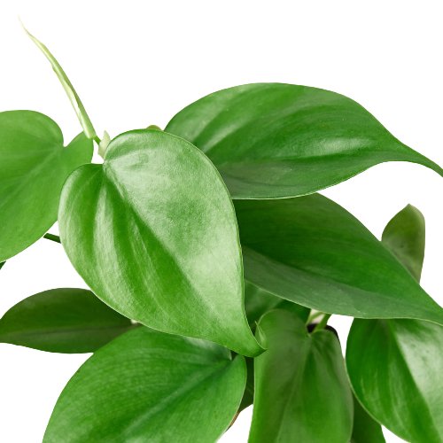 Philodendron 'Heartleaf' Indoor Plant - Mental Houseplants™