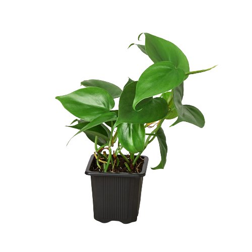 Philodendron 'Heartleaf' Indoor Plant - Mental Houseplants™