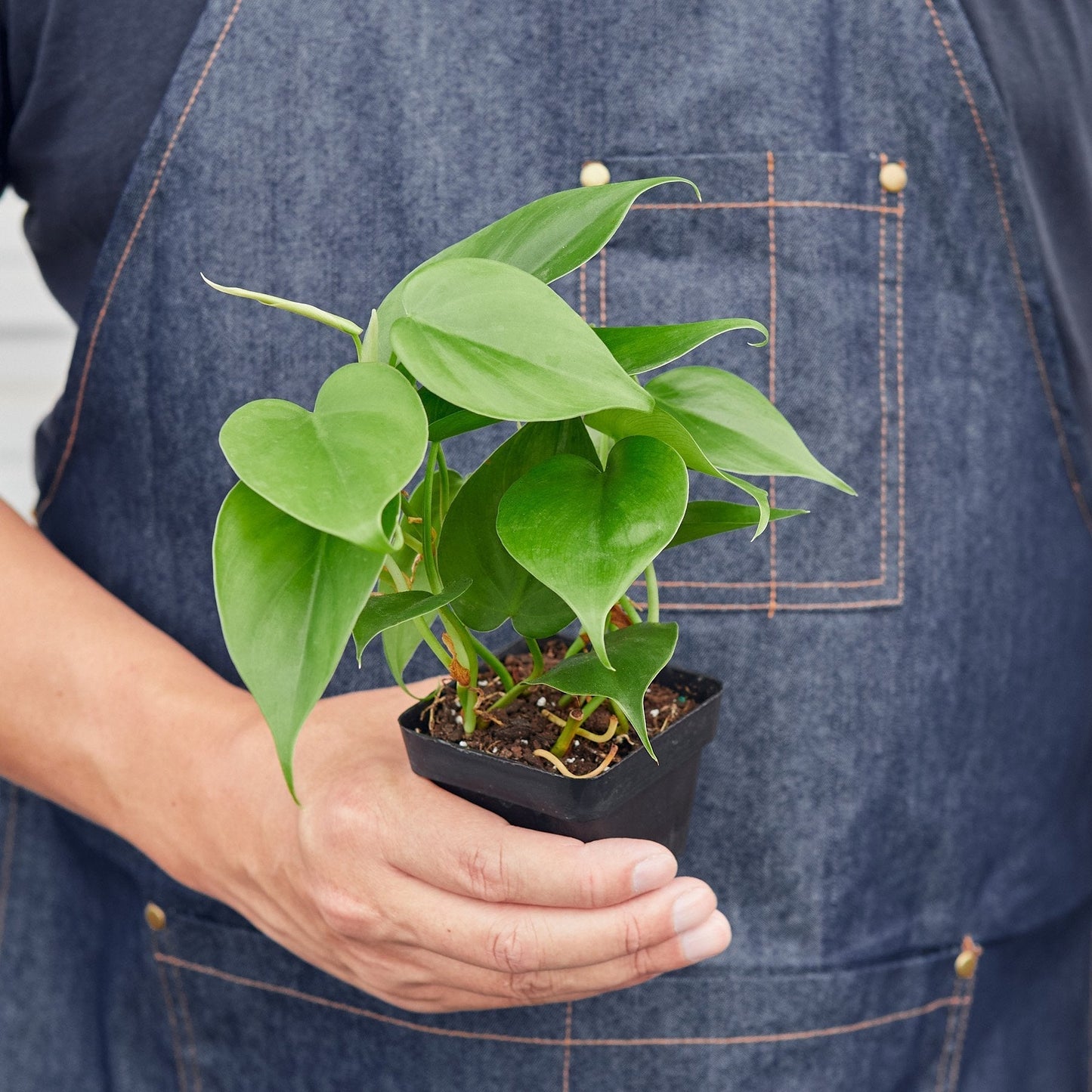 Philodendron 'Heartleaf' Indoor Plant - Mental Houseplants™