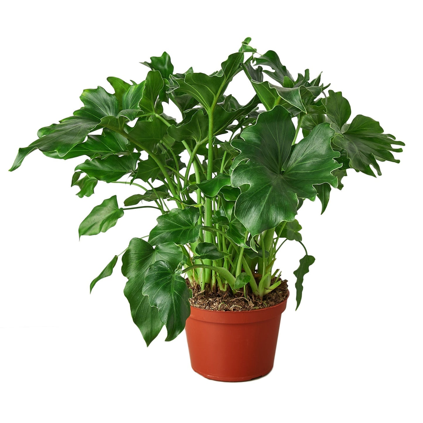 Philodendron ‘Little Hope' Indoor Plant - Mental Houseplants™
