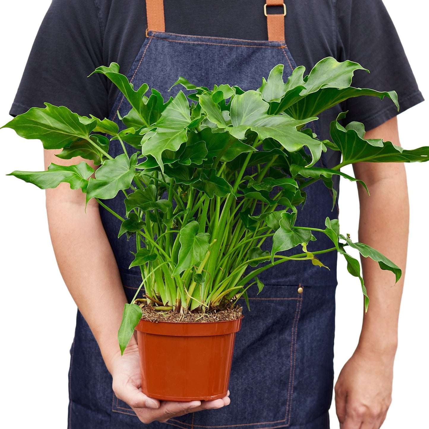 Philodendron ‘Little Hope' Indoor Plant - Mental Houseplants™
