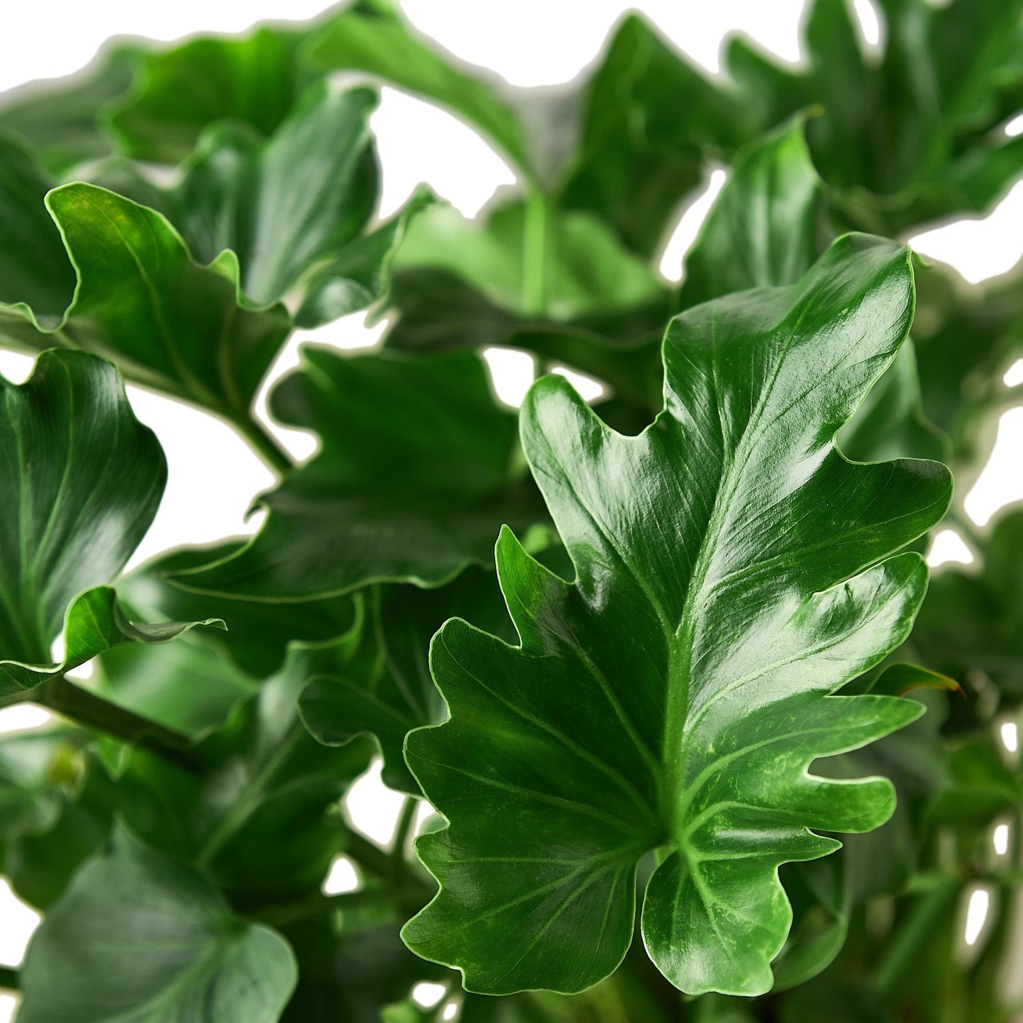 Philodendron ‘Little Hope' Indoor Plant - Mental Houseplants™