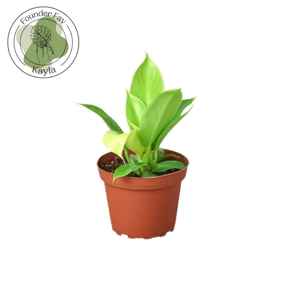 Philodendron 'Moonlight' Indoor Plant - Mental Houseplants™