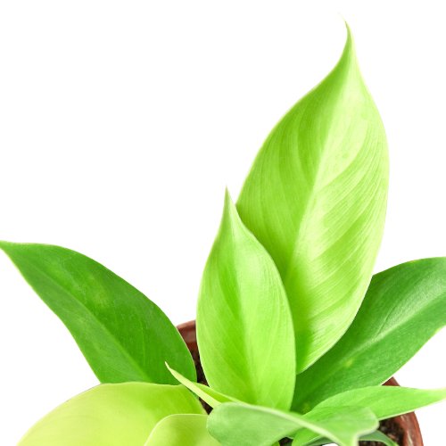 Philodendron 'Moonlight' Indoor Plant - Mental Houseplants™