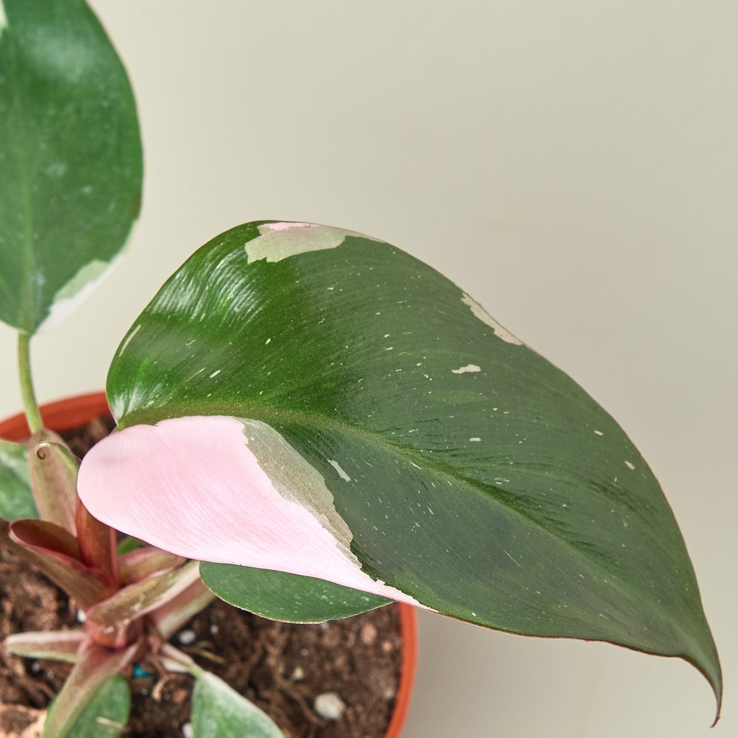 Philodendron 'Pink Princess' Indoor Plant - Mental Houseplants™