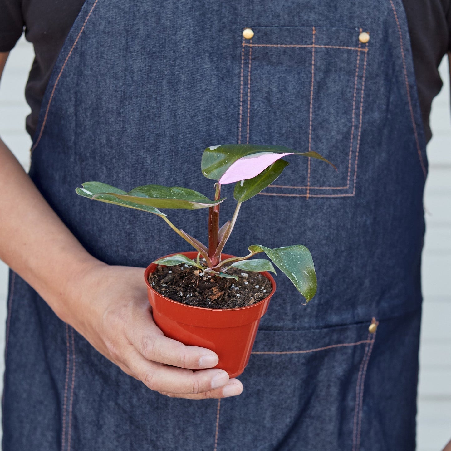 Philodendron 'Pink Princess' Indoor Plant - Mental Houseplants™