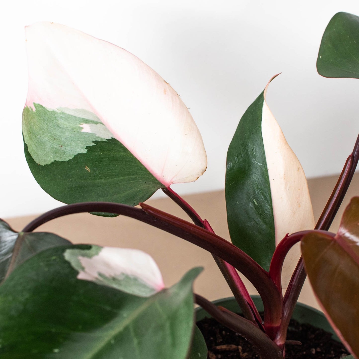 Philodendron 'Pink Princess' Indoor Plant - Mental Houseplants™