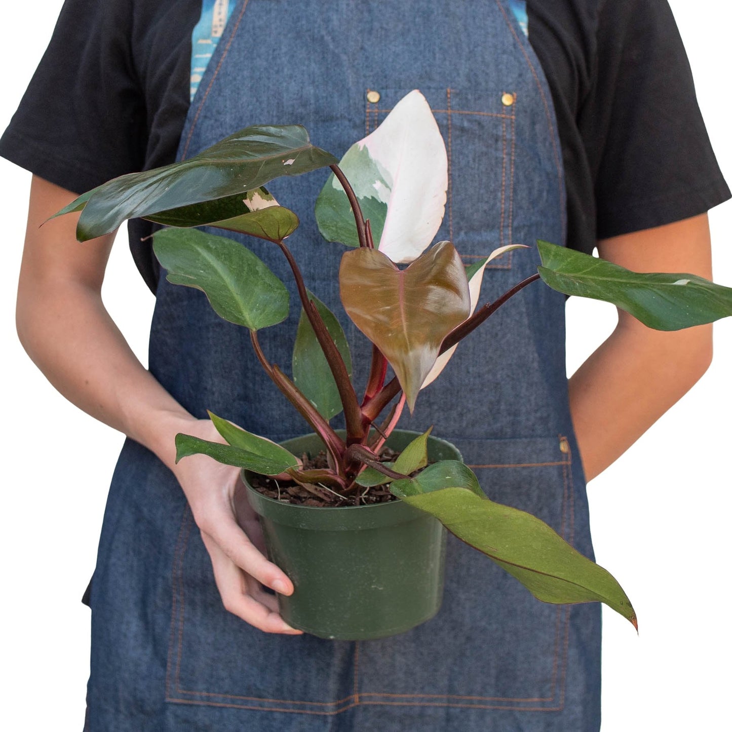 Philodendron 'Pink Princess' Indoor Plant - Mental Houseplants™