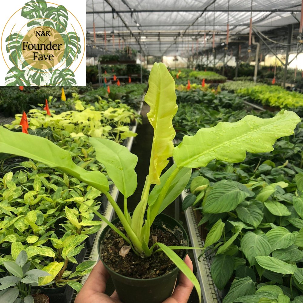 Philodendron 'Ring of Fire Gold' Indoor Plant - Mental Houseplants™