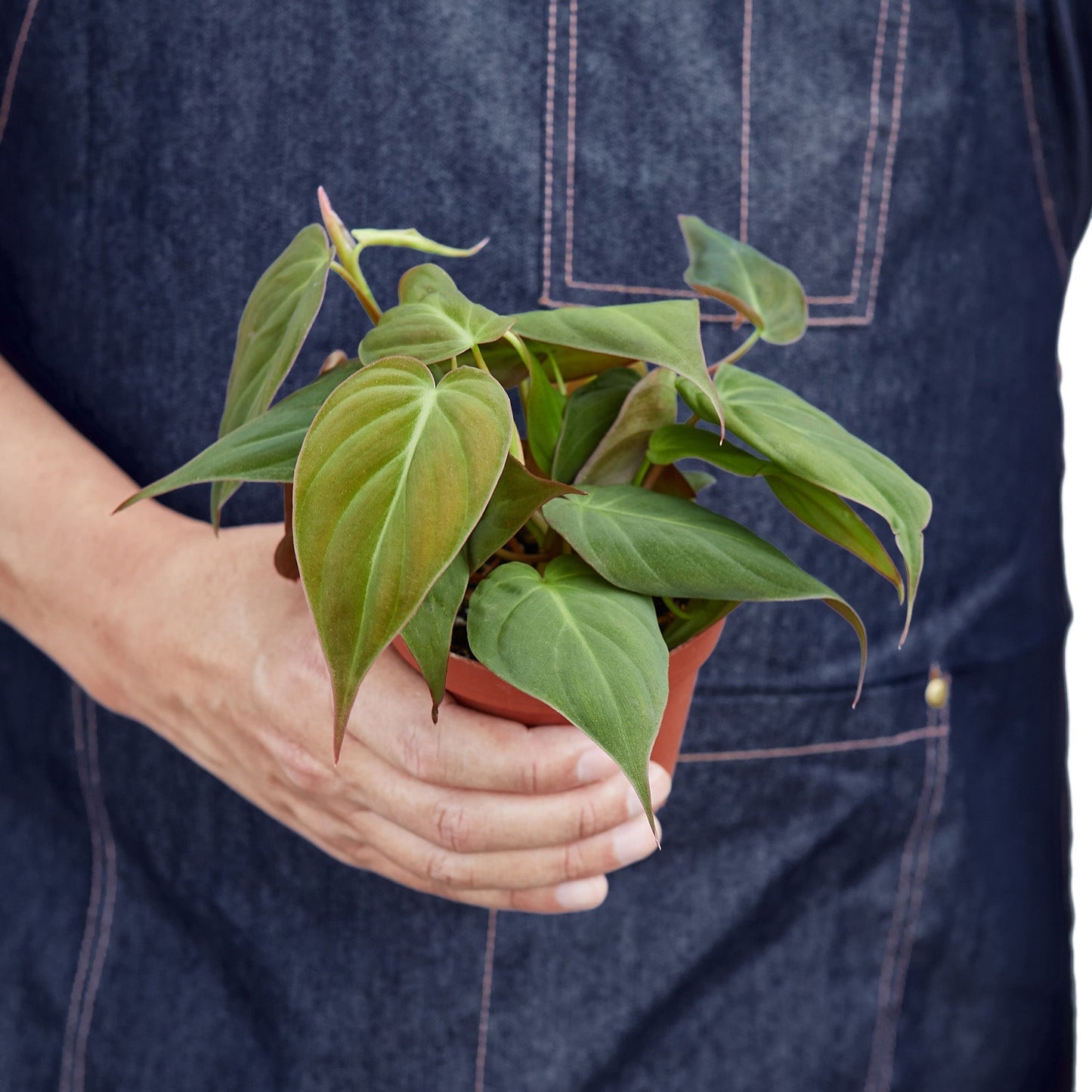 Philodendron 'Velvet' Indoor Plant - Mental Houseplants™