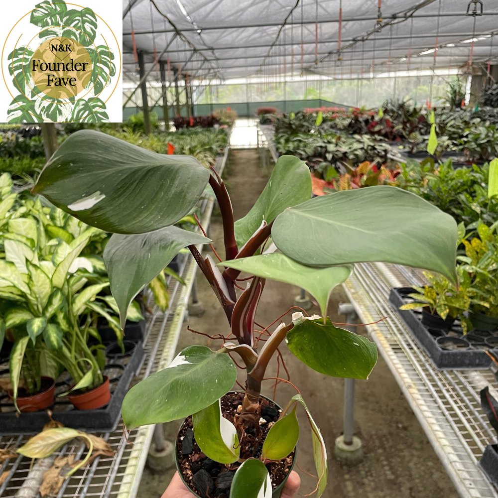 Philodendron 'White Knight' Indoor Plant - Mental Houseplants™