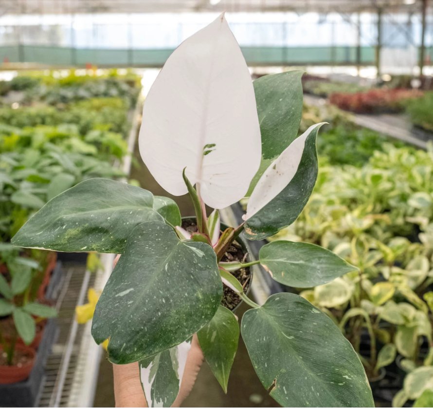 Philodendron 'White Princess' Indoor Plant - Mental Houseplants™