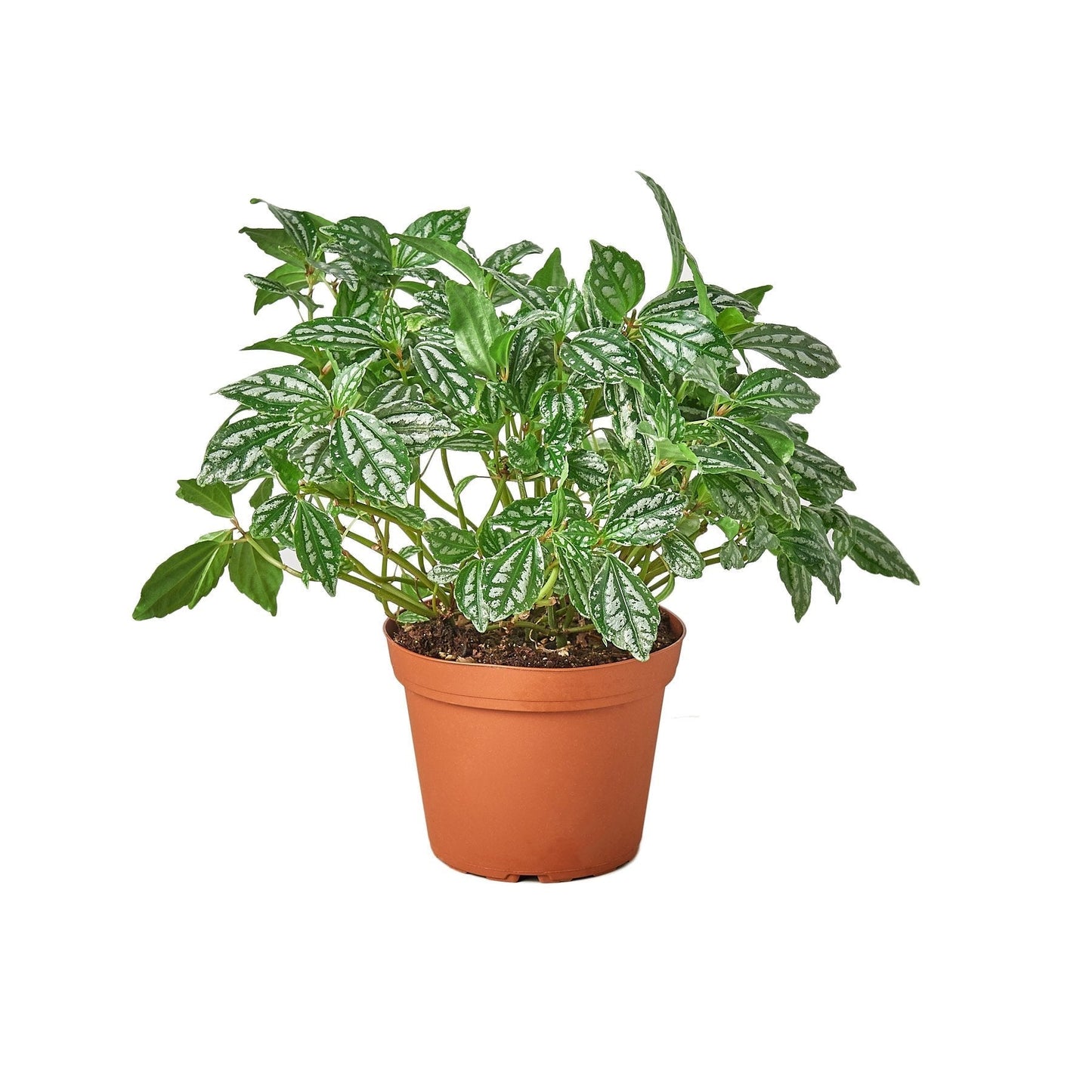Pilea 'Aluminum' Indoor Plant - Mental Houseplants™