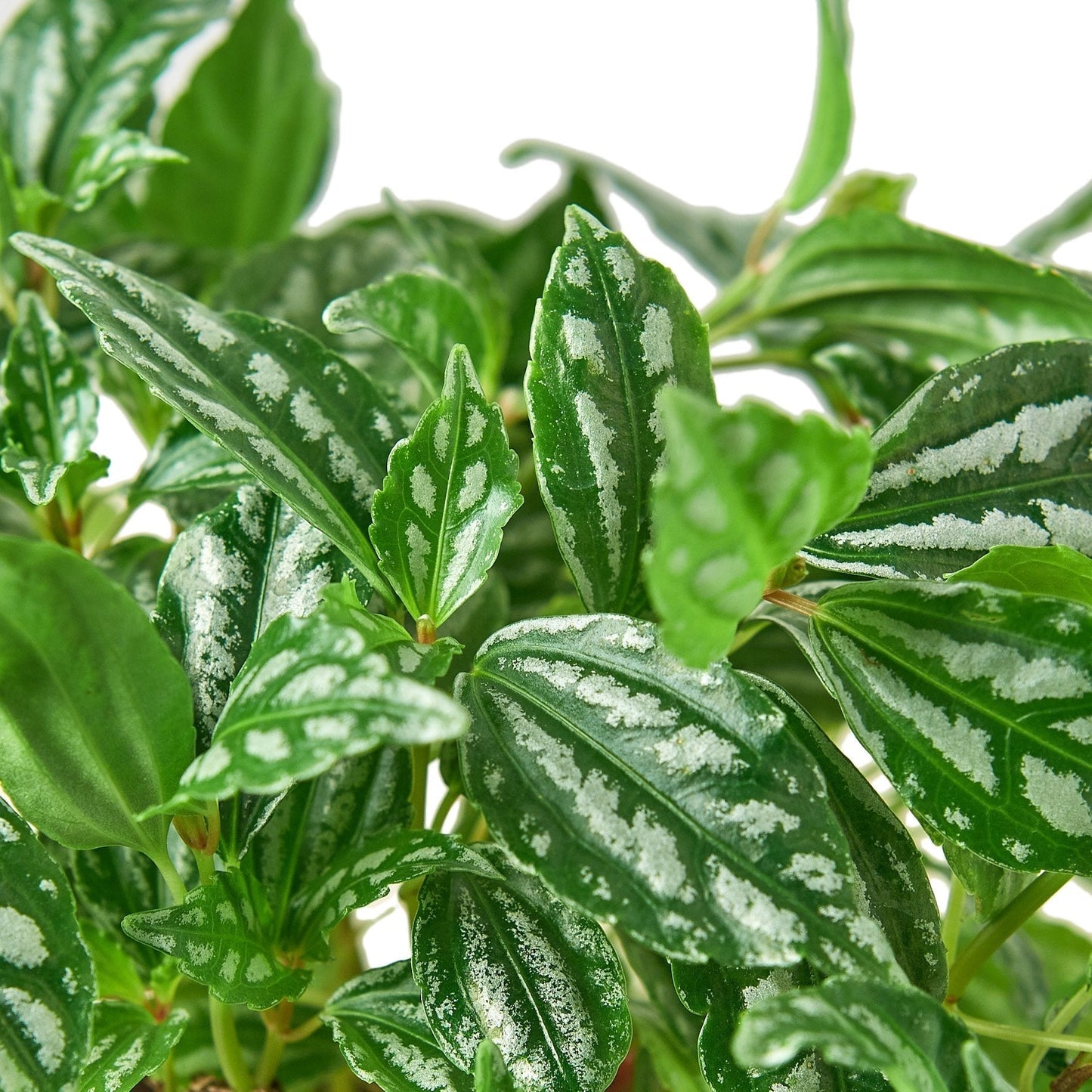 Pilea 'Aluminum' Indoor Plant - Mental Houseplants™