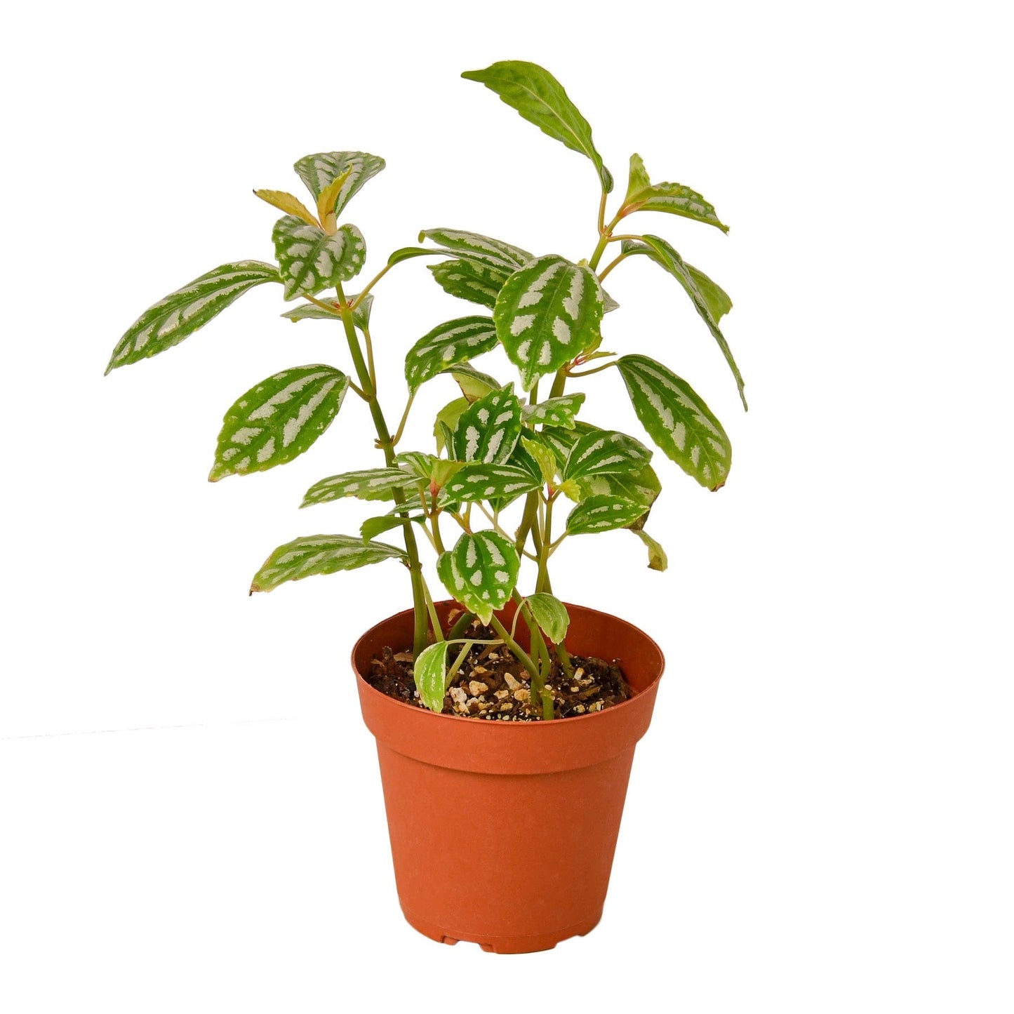 Pilea 'Aluminum' Indoor Plant - Mental Houseplants™