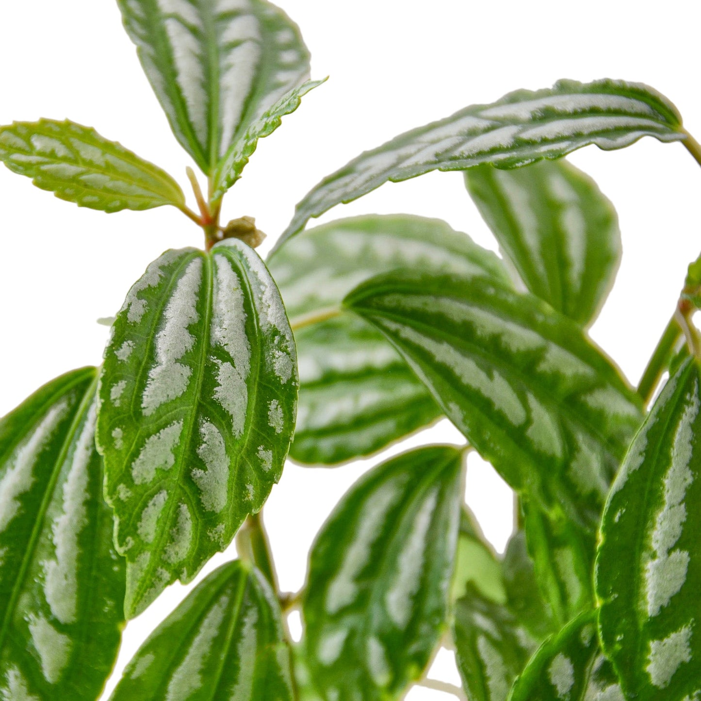 Pilea 'Aluminum' Indoor Plant - Mental Houseplants™