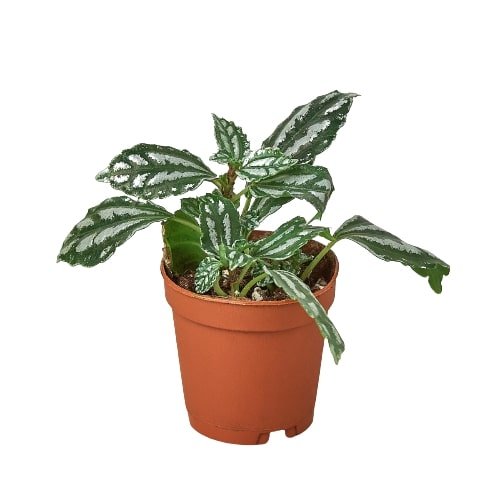 Pilea 'Aluminum' Indoor Plant - Mental Houseplants™