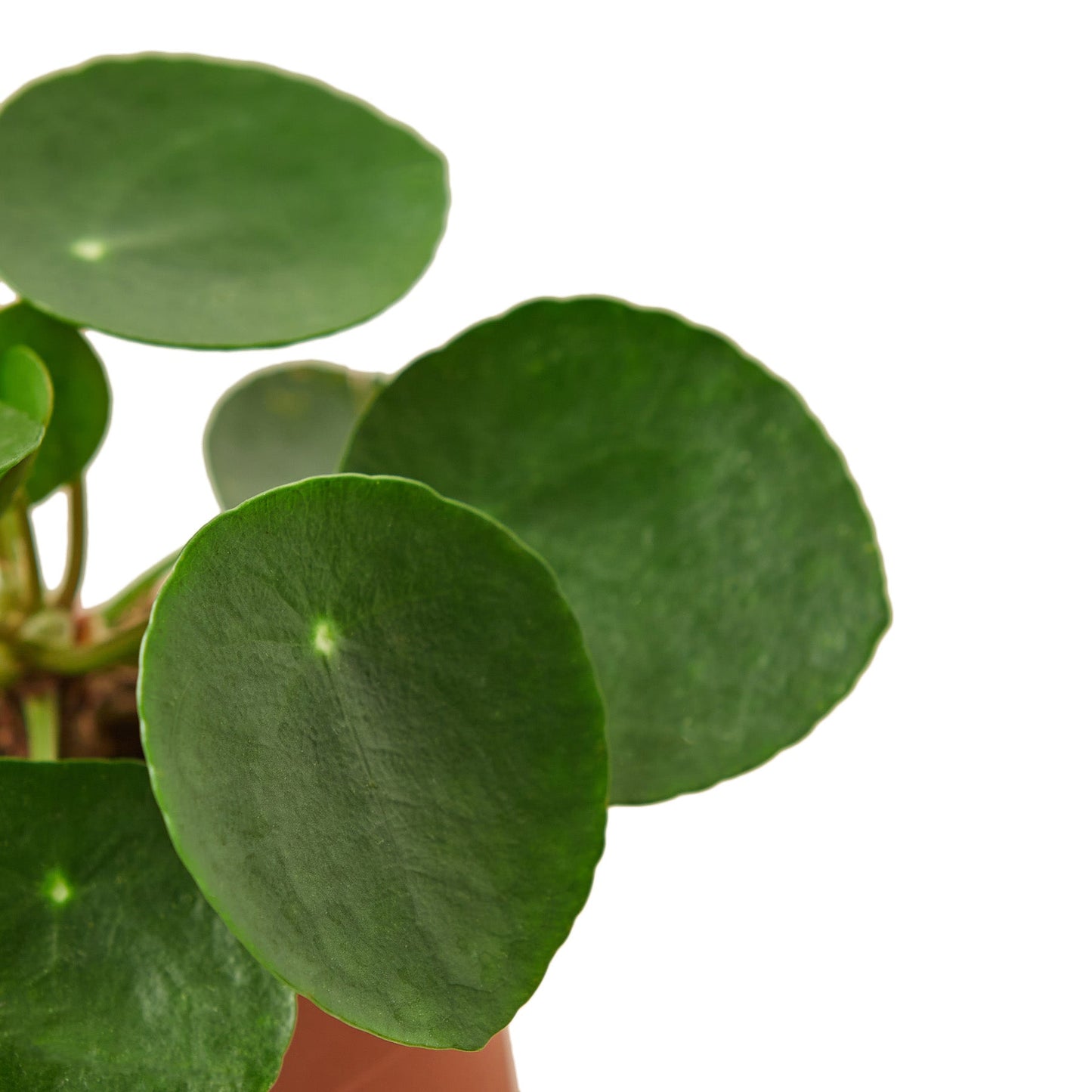 Pilea 'Chinese Money' Indoor Plant - Mental Houseplants™
