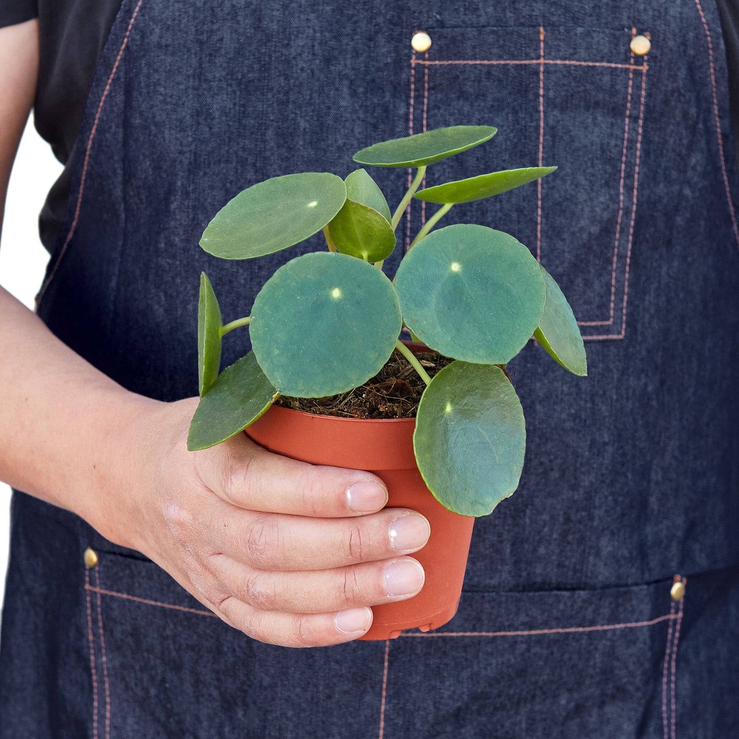 Pilea 'Chinese Money' Indoor Plant - Mental Houseplants™