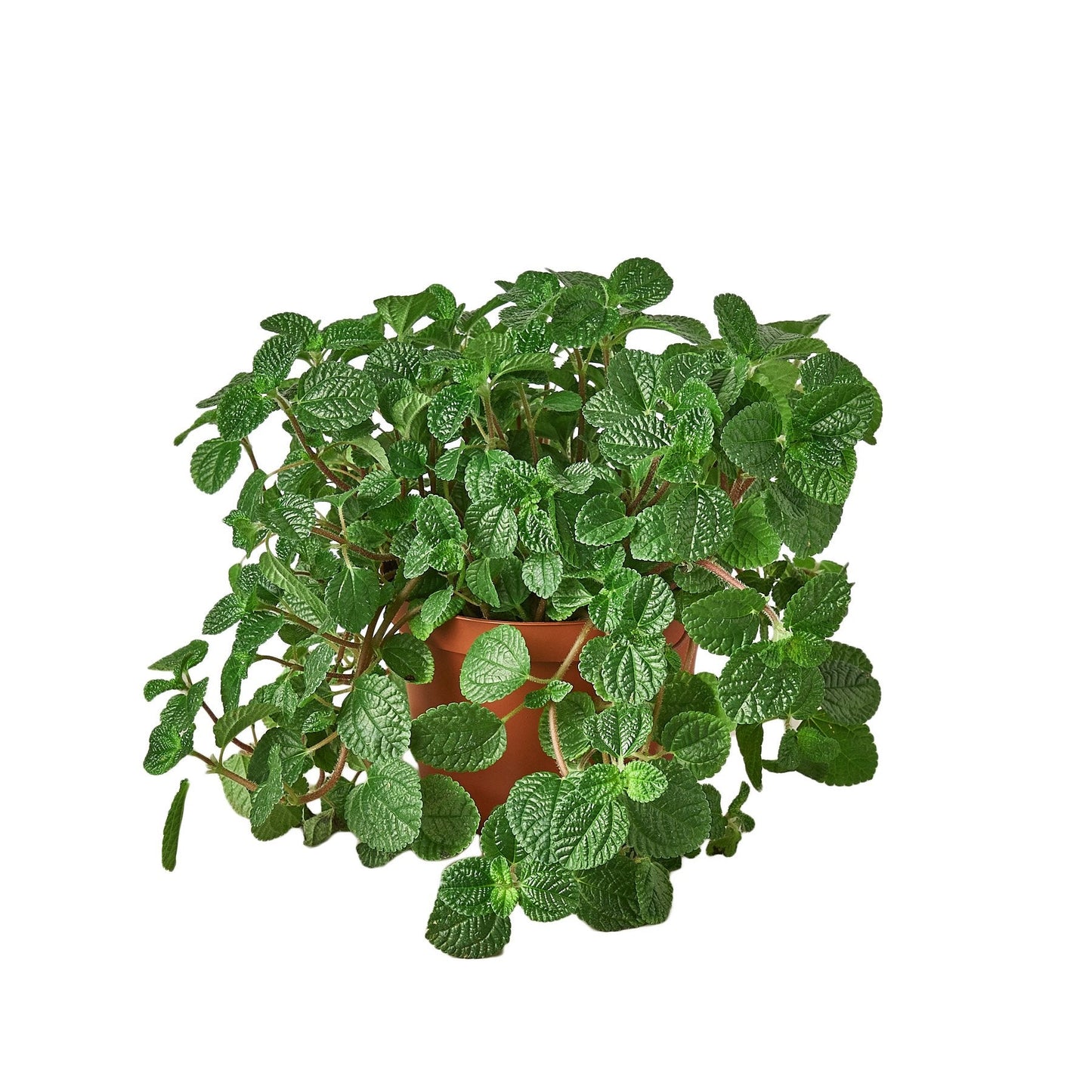 Pilea 'Creeping Charlie' Indoor Plant - Mental Houseplants™