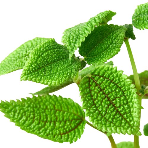 Pilea 'Moon Valley' Indoor Plant - Mental Houseplants™