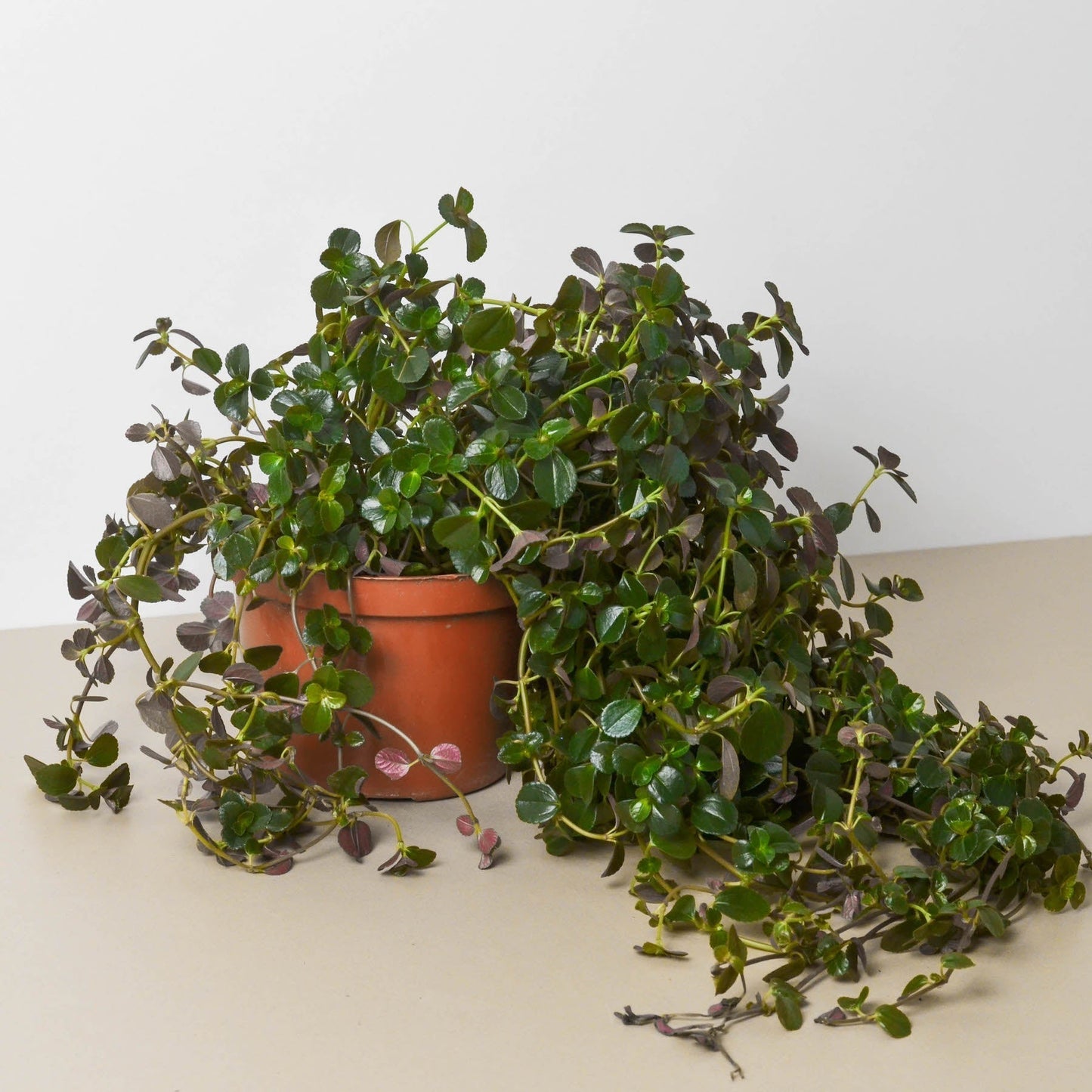 Pilea 'Sao Paulo' Indoor Plant - Mental Houseplants™