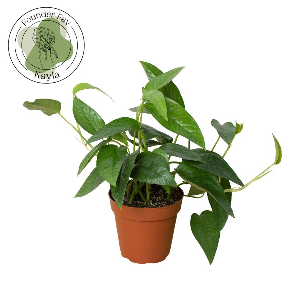 Pothos 'Cebu Blue' Indoor Plant - Mental Houseplants™