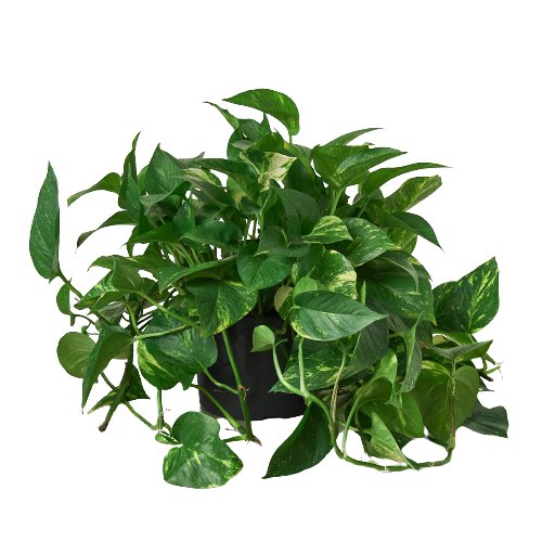 Pothos 'Golden' Indoor Plant - Mental Houseplants™
