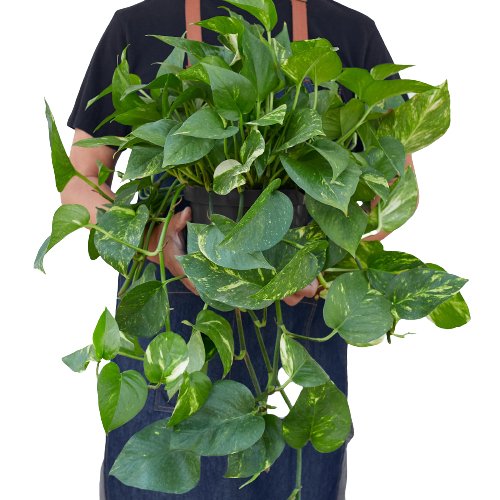 Pothos 'Golden' Indoor Plant - Mental Houseplants™