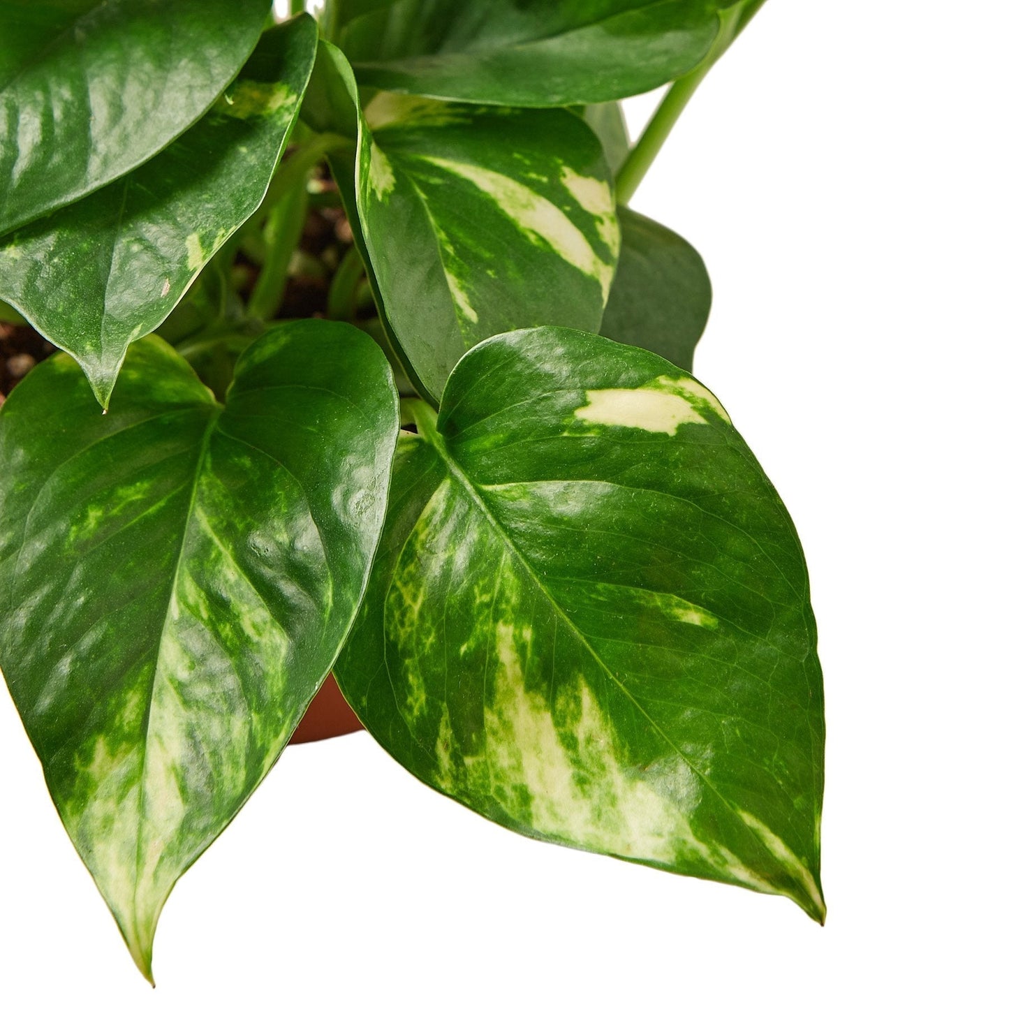 Pothos 'Golden' Indoor Plant - Mental Houseplants™