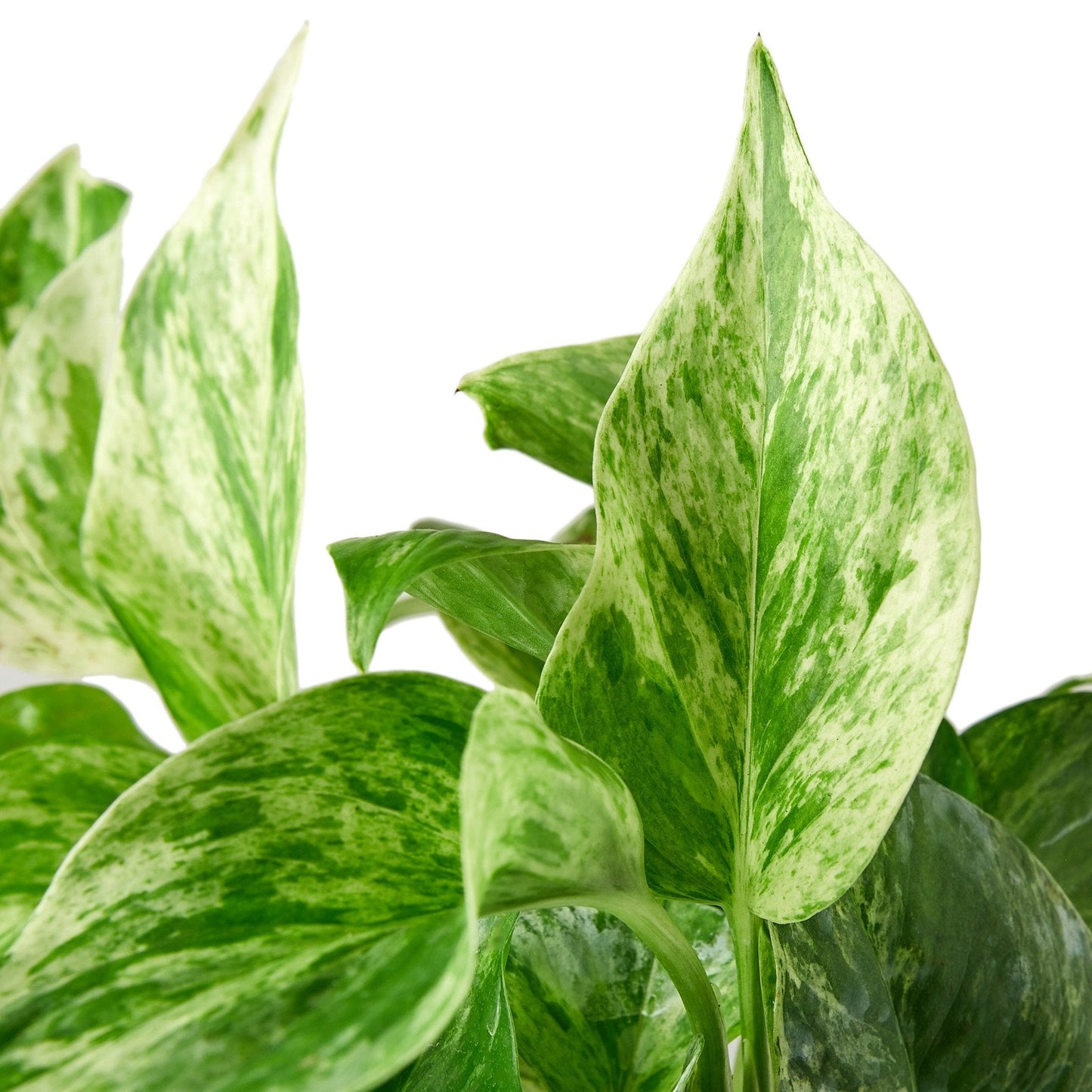 Pothos 'Marble Queen' Indoor Plant - Mental Houseplants™
