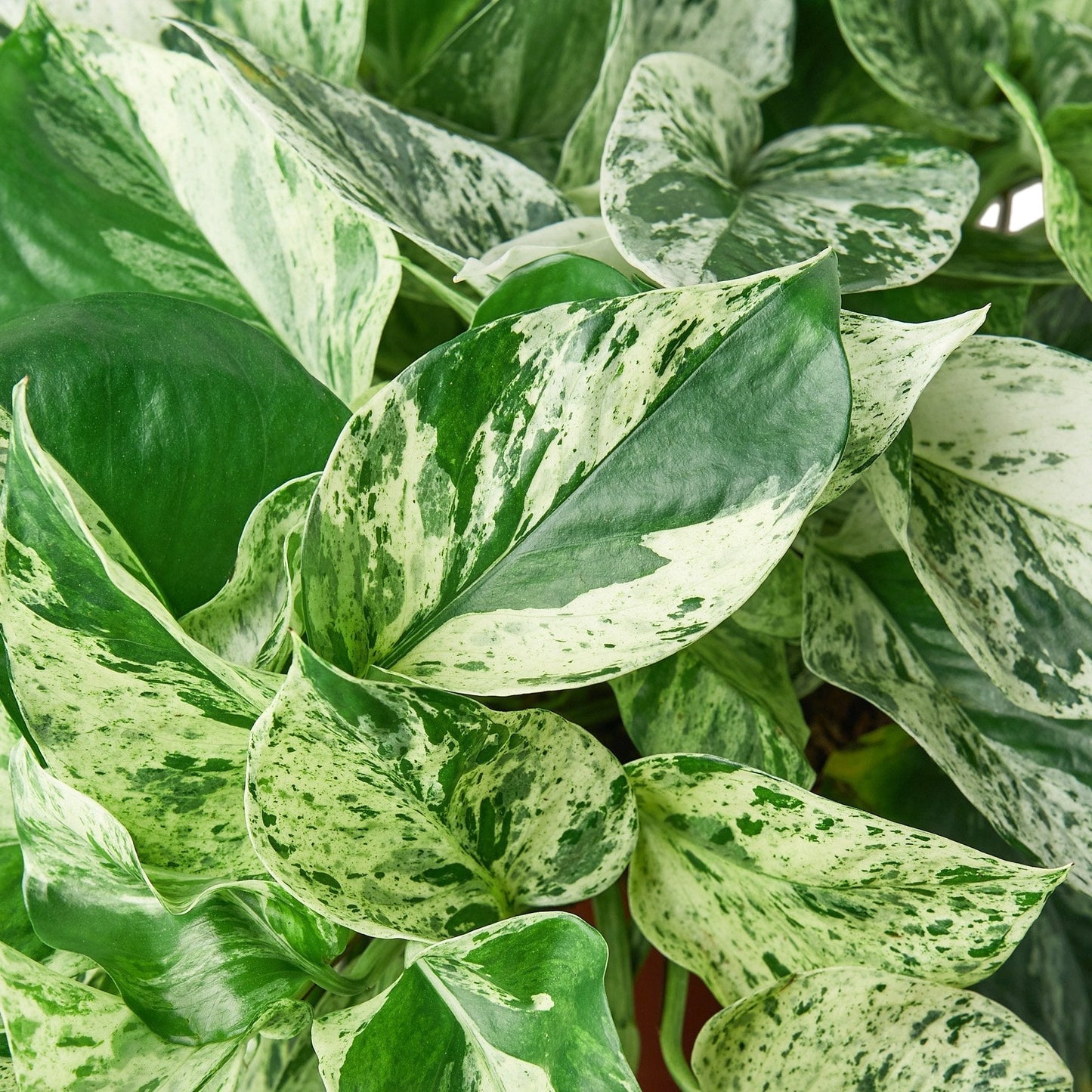 Pothos 'Marble Queen' Indoor Plant - Mental Houseplants™