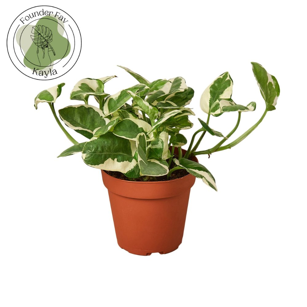 Pothos 'N'joy' Indoor Plant - Mental Houseplants™