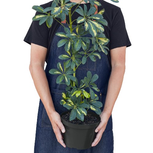 Schefflera 'Dwarf Variegated Umbrella' Indoor Plant - Mental Houseplants™