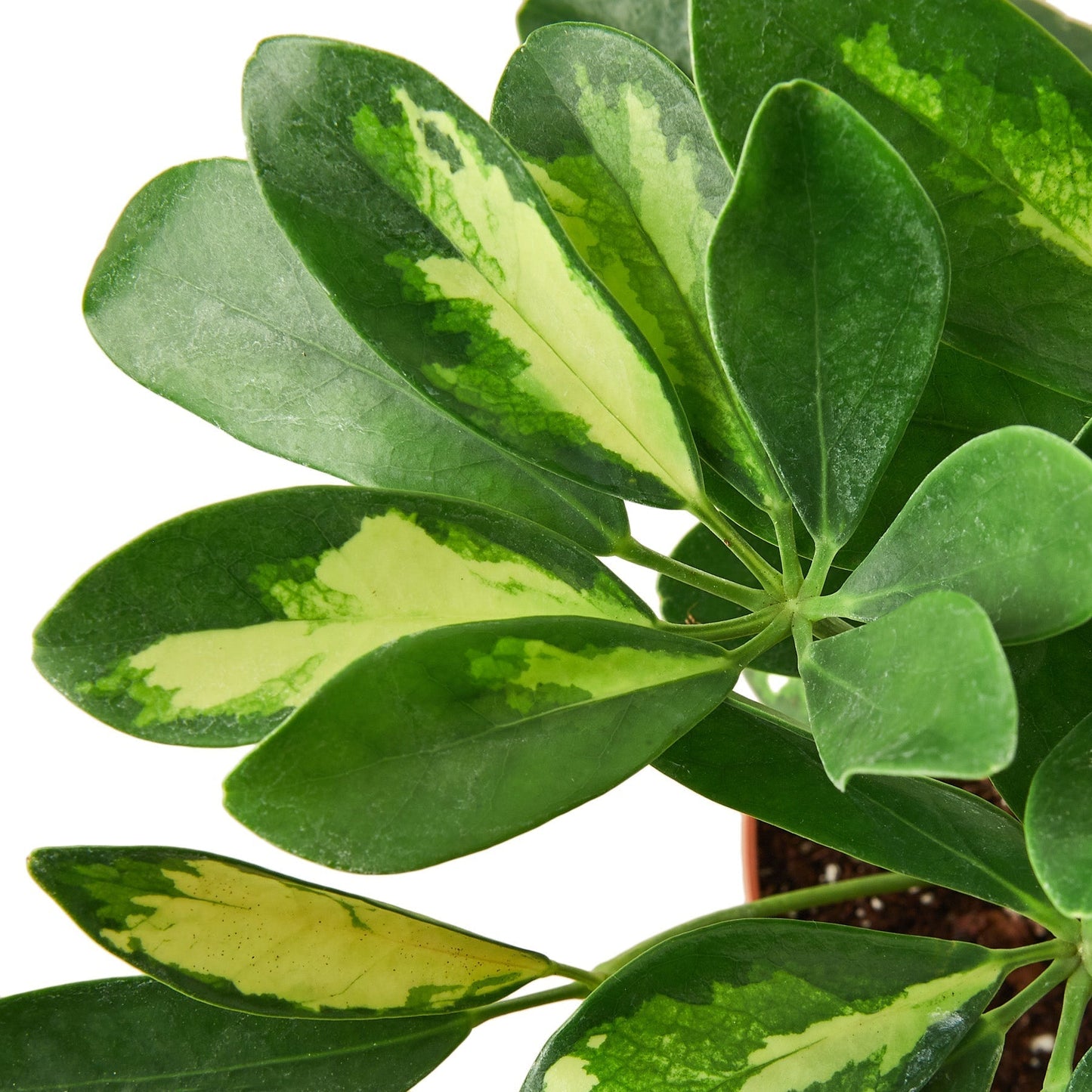 Schefflera 'Dwarf Variegated Umbrella' Indoor Plant - Mental Houseplants™