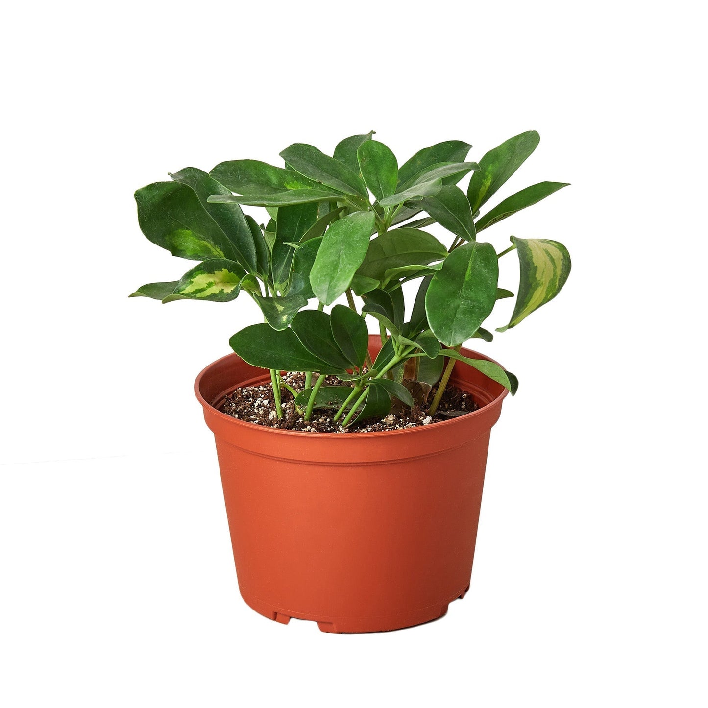 Schefflera 'Dwarf Variegated Umbrella' Indoor Plant - Mental Houseplants™