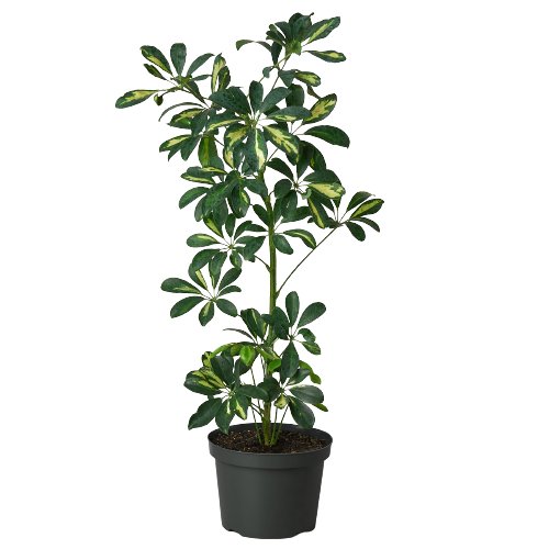 Schefflera 'Dwarf Variegated Umbrella' Indoor Plant - Mental Houseplants™