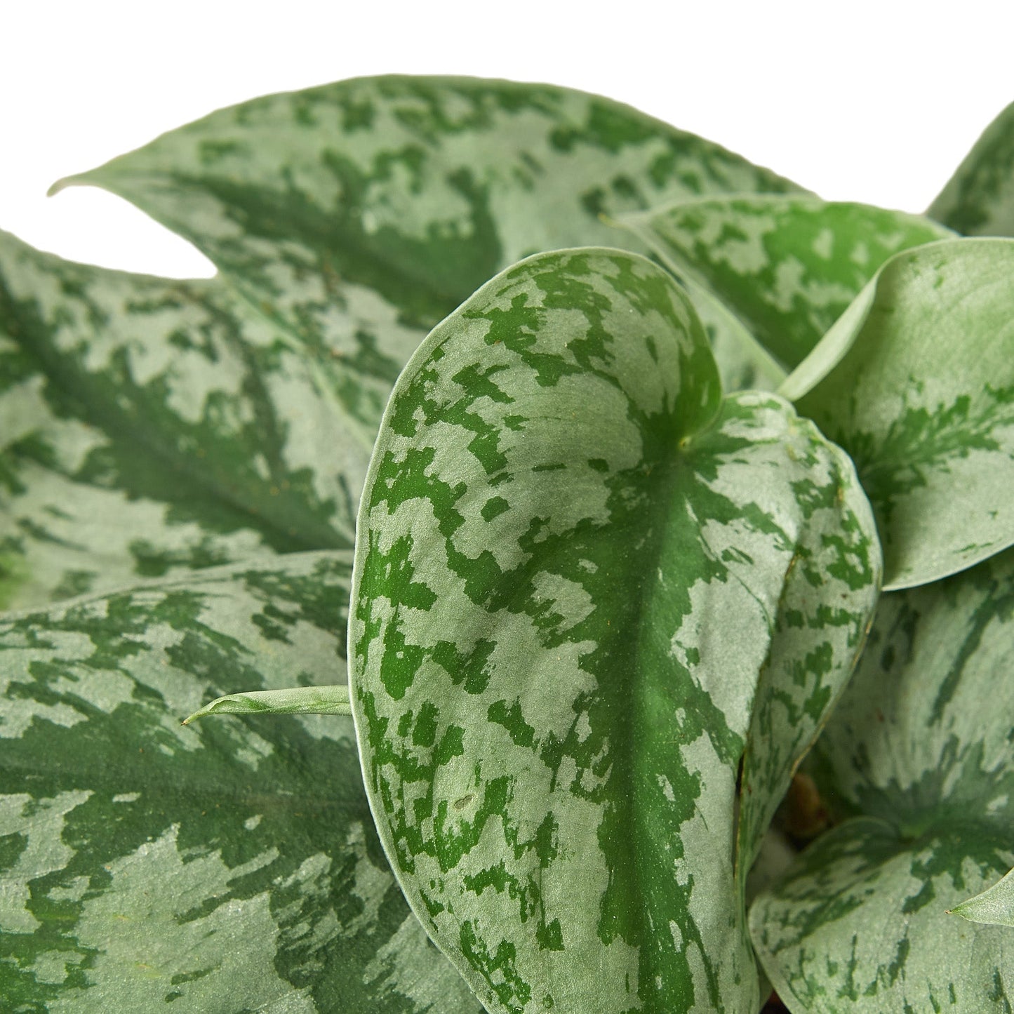 Scindapsus 'Exotica' Indoor Plant - Mental Houseplants™