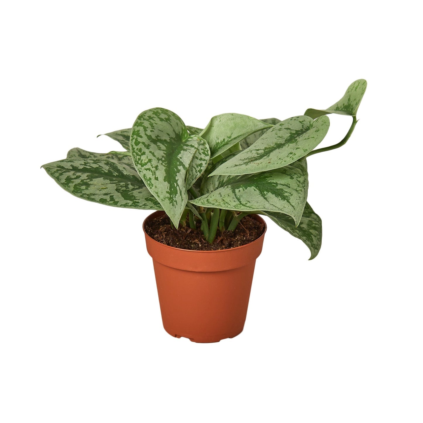 Scindapsus 'Exotica' Indoor Plant - Mental Houseplants™
