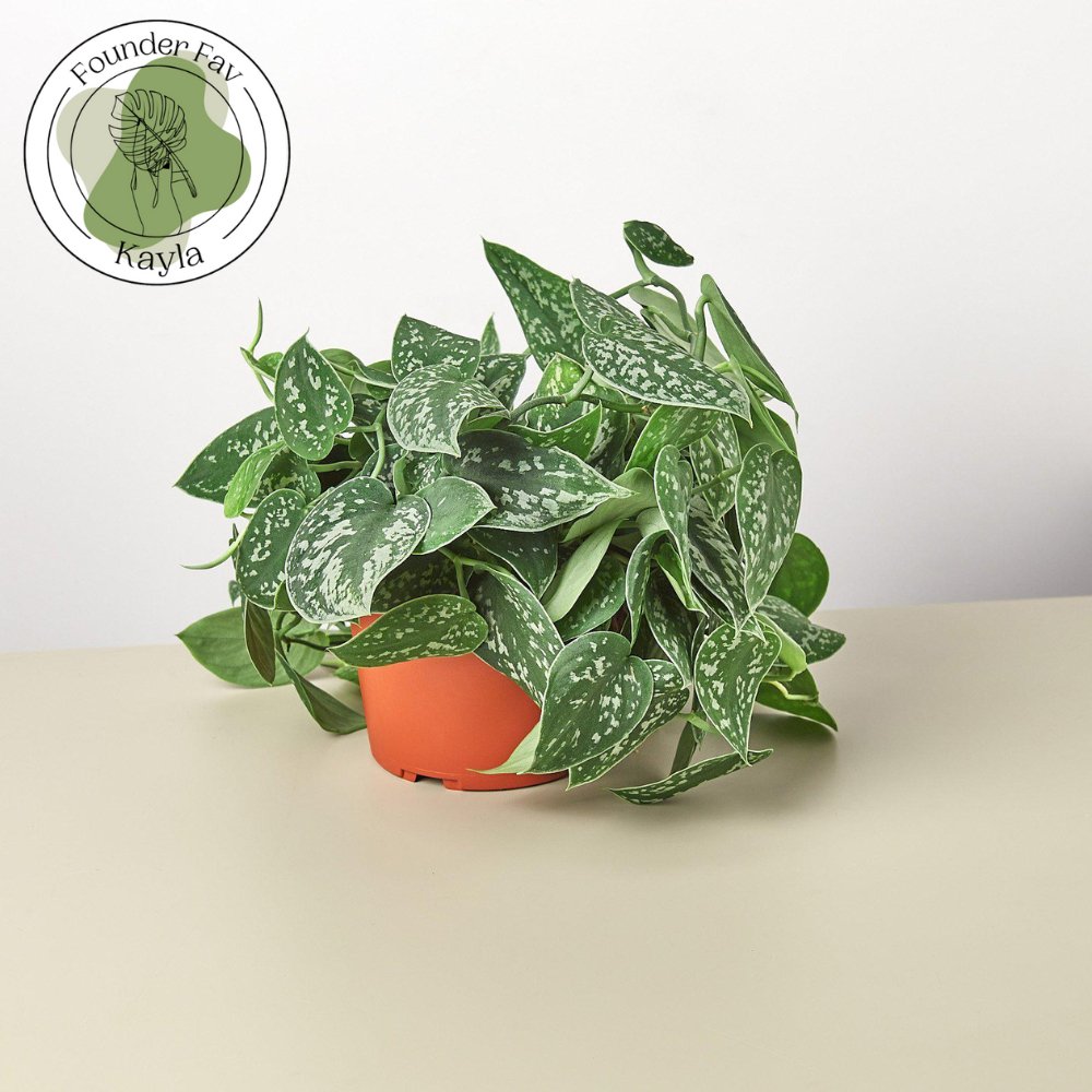 Scindapsus 'Satin Pothos' Indoor Plant - Mental Houseplants™
